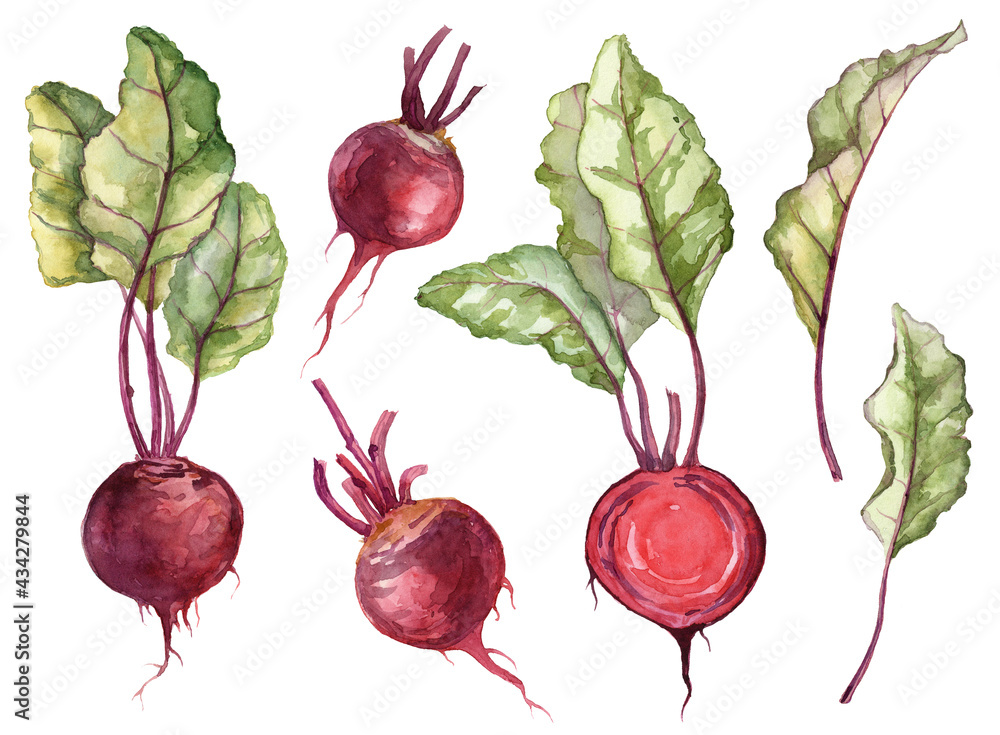 Set of hand panted watercolor ripe beetroot with leaves - obrazy, fototapety, plakaty 