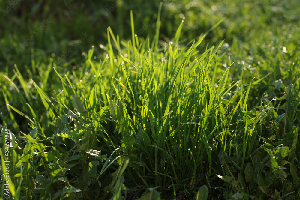 green grass with dew drops in the morning green grass with dew drops in the morning