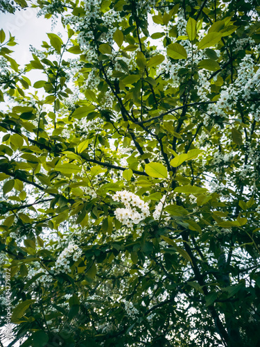 Bird cherry flowers close-up. Delicate spring concept.