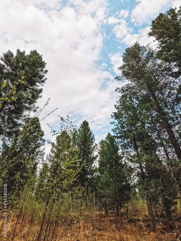 Fototapeta premium View of the spring forest: sky with light clouds, coniferous trees. Harmonious concept of environment, nature, ecology. Vertical photography.