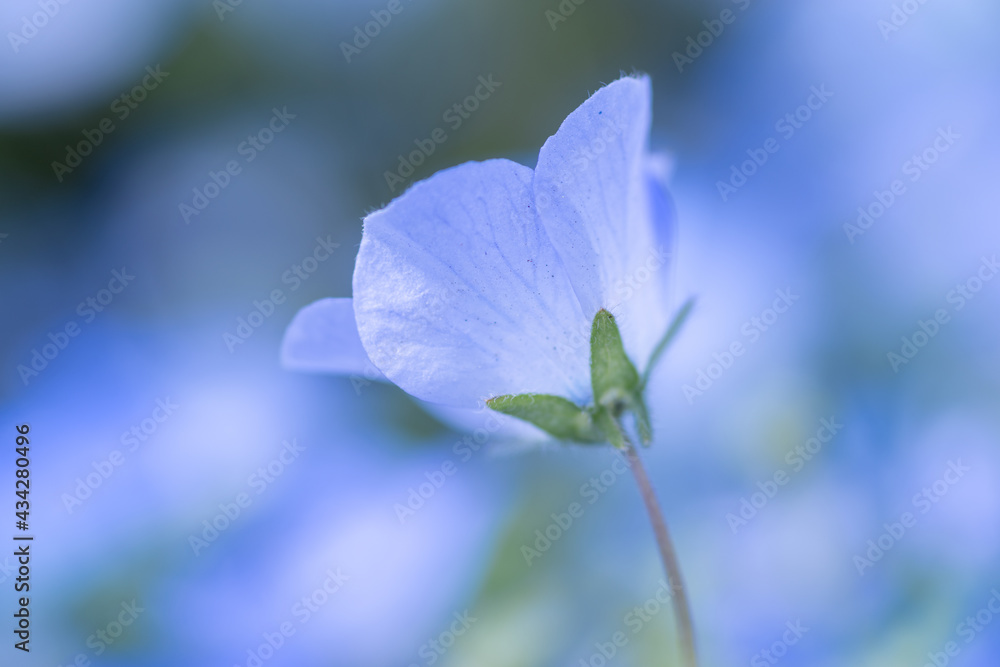 ネモフィラの花をマクロ撮影 ネモフィラの花をマクロ撮影