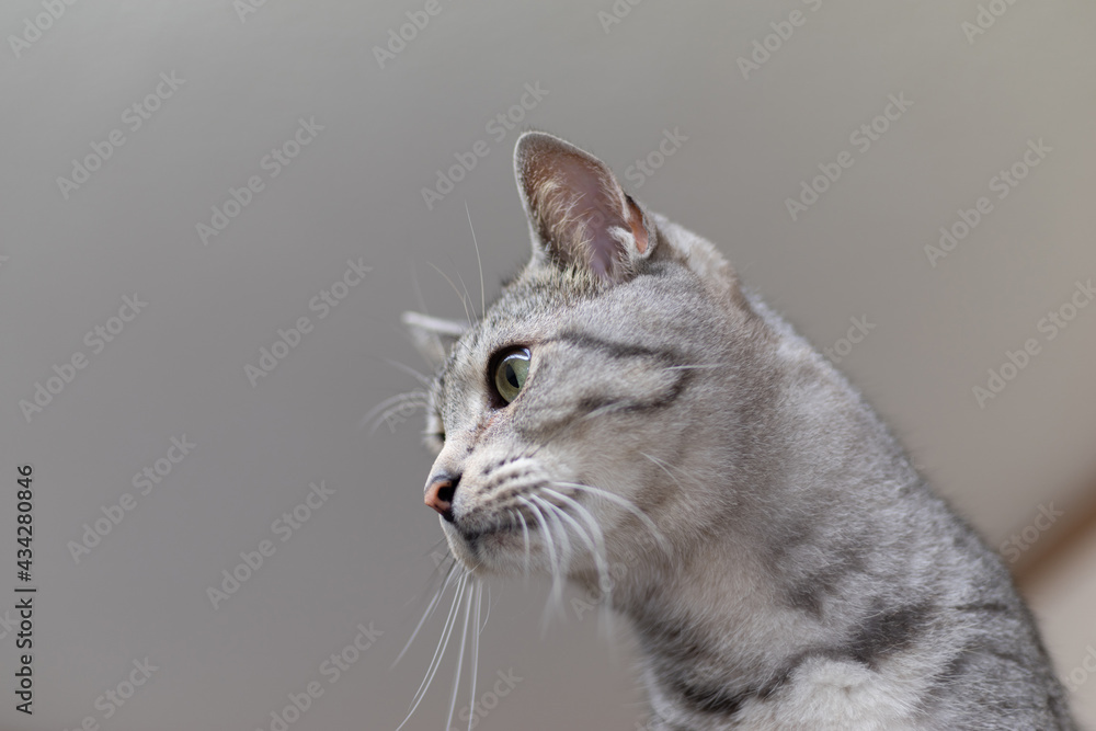 Obraz premium 可愛い猫 サバトラ猫