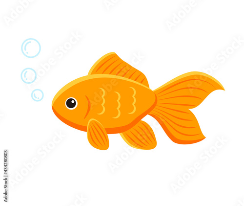 goldfish aquarium fish