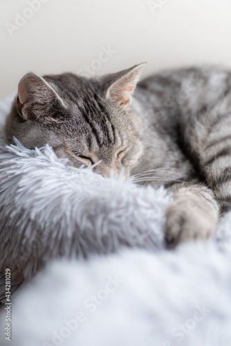 のんびり眠る猫　サバトラ猫 © rai