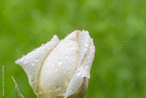 雨に濡れた蕾 白いバラ