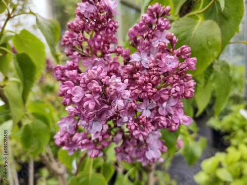 Syringa vulgaris 'Prince Wolkonsky' photo