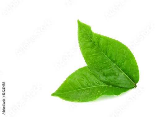  leaves tea with drops of water isolated on white background