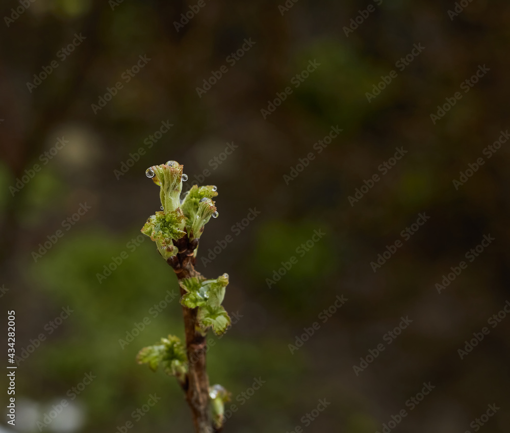 Plant twig and drops close up. Water droplets on a plant. Plant twig and drops close up. Water droplets on a plant.