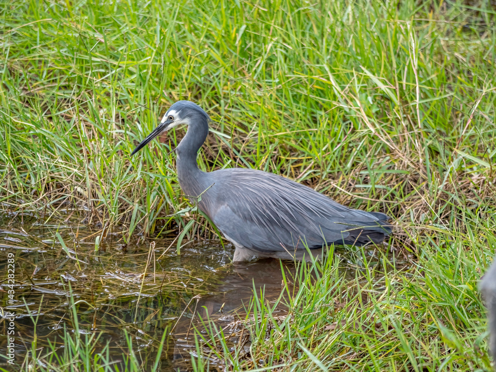 Naklejka premium Wet Grey Heron