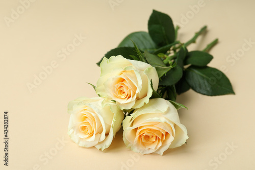 Beautiful roses on beige background  close up