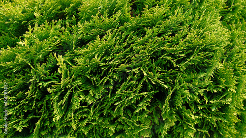 Closeup of Beautiful green christmas leaves of Thuja trees, nature floral background wallpaper, wall shrubs, screensaver. Bright green background for wallpaper and backdrop. Thuja occidentalis Mirjam.