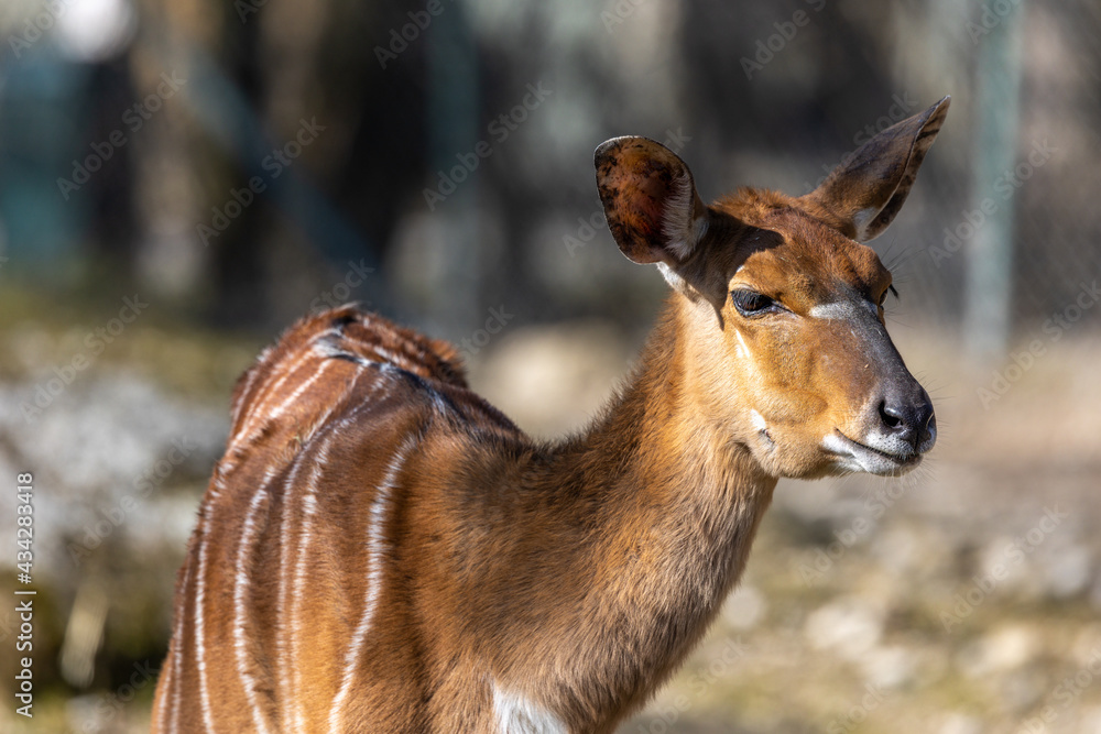 Nyala Antelope - Tragelaphus angasii. Wild life animal. Nyala Antelope - Tragelaphus angasii. Wild life animal.