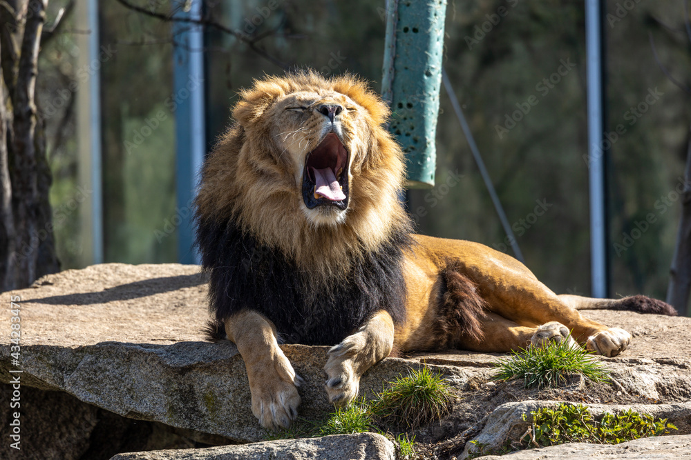 Φωτογραφία The lion, Panthera leo is one of the four big cats in the genus Panthera
