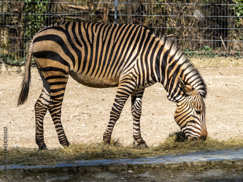 Hartmann s Mountain Zebra  Equus zebra hartmannae. An endangered zebra