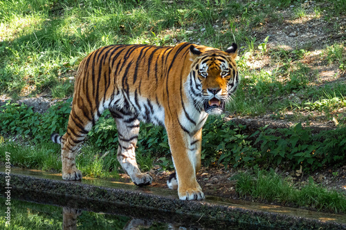 The Siberian tiger Panthera tigris altaica in a park