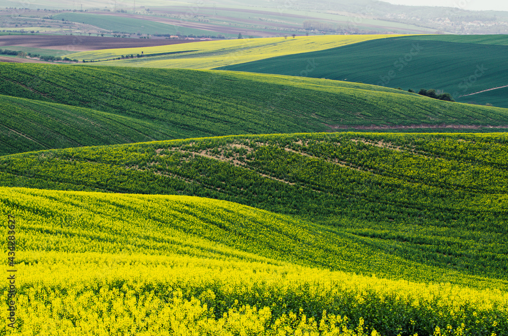 Rapeseed yellow green field in spring