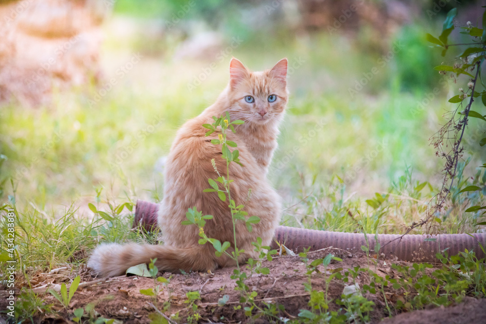 cat portrait in the wild