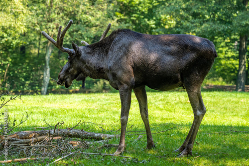 European Moose  Alces alces  also known as the elk