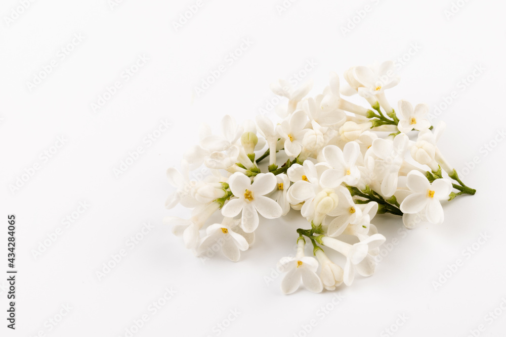 beautiful blooming white lilac flowers. Macro photo. Blossoming common Syringa vulgaris lilacs bush white cultivar.