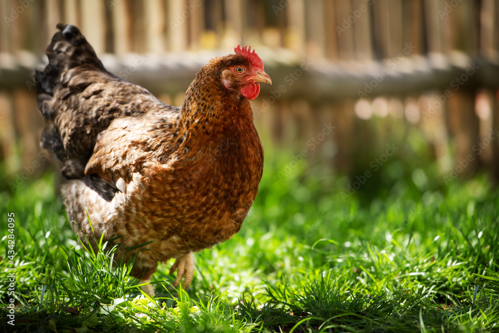 Hen in a meadow