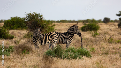 the zebras in the wild