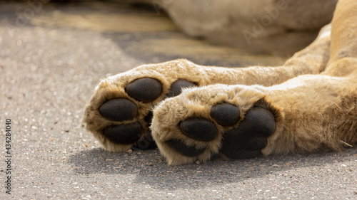 big lion pair of back paws