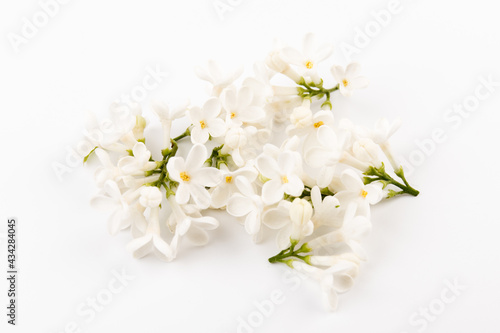 beautiful blooming white lilac flowers. Macro photo. Blossoming common Syringa vulgaris lilacs bush white cultivar.
