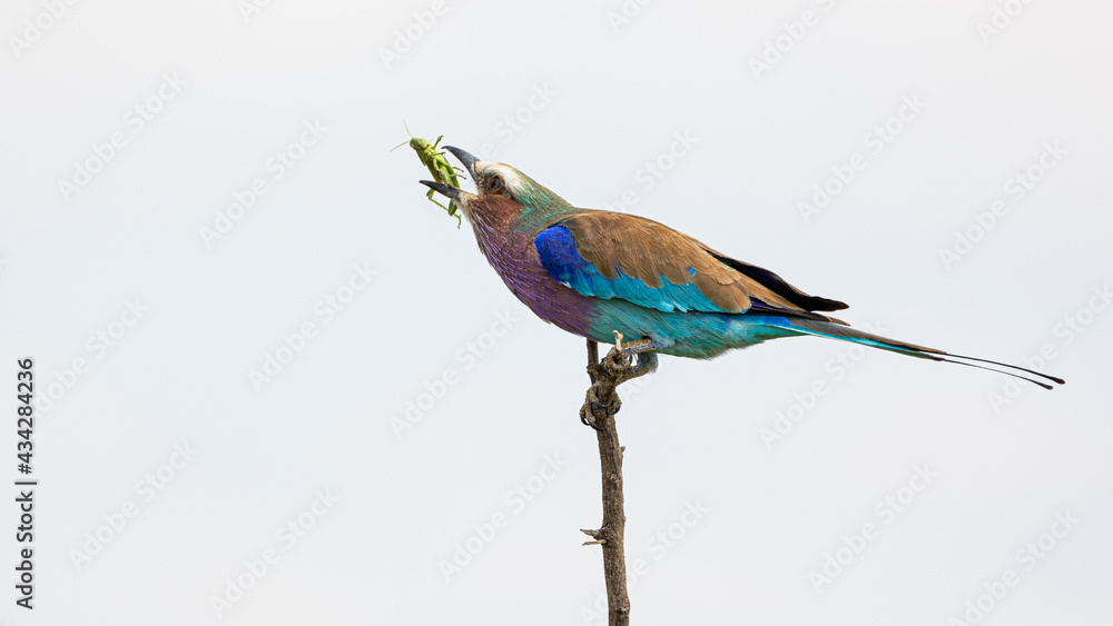Obraz premium Lilac breasted roller eating a green grasshopper