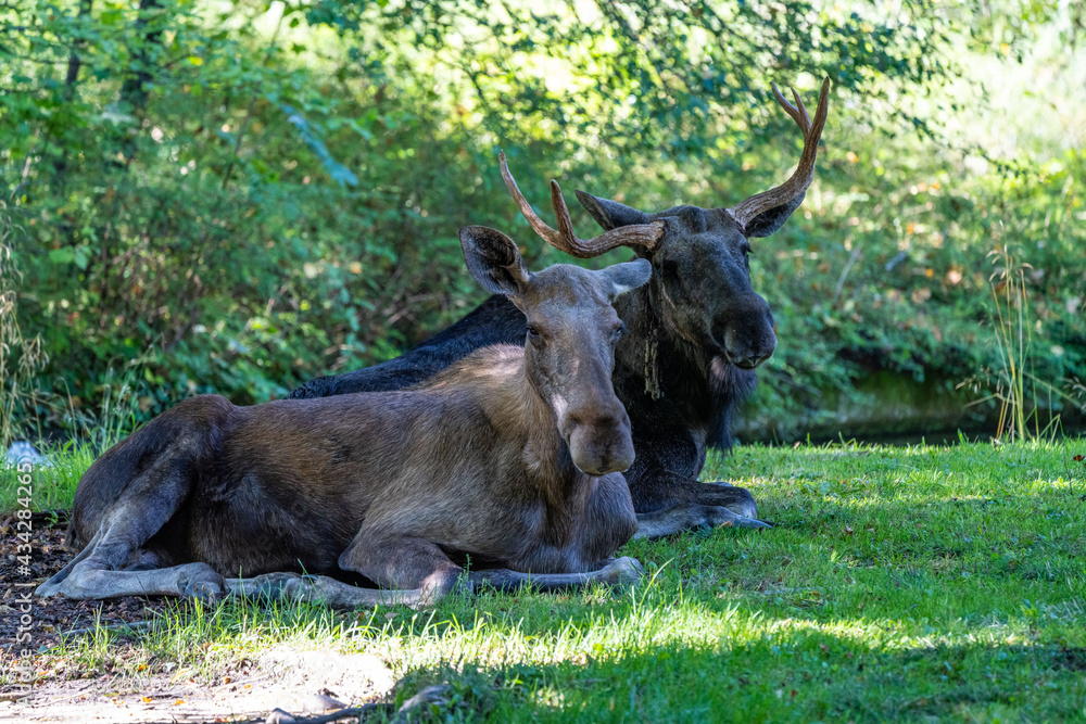 European Moose, Alces alces, also known as the elk European Moose, Alces alces, also known as the elk