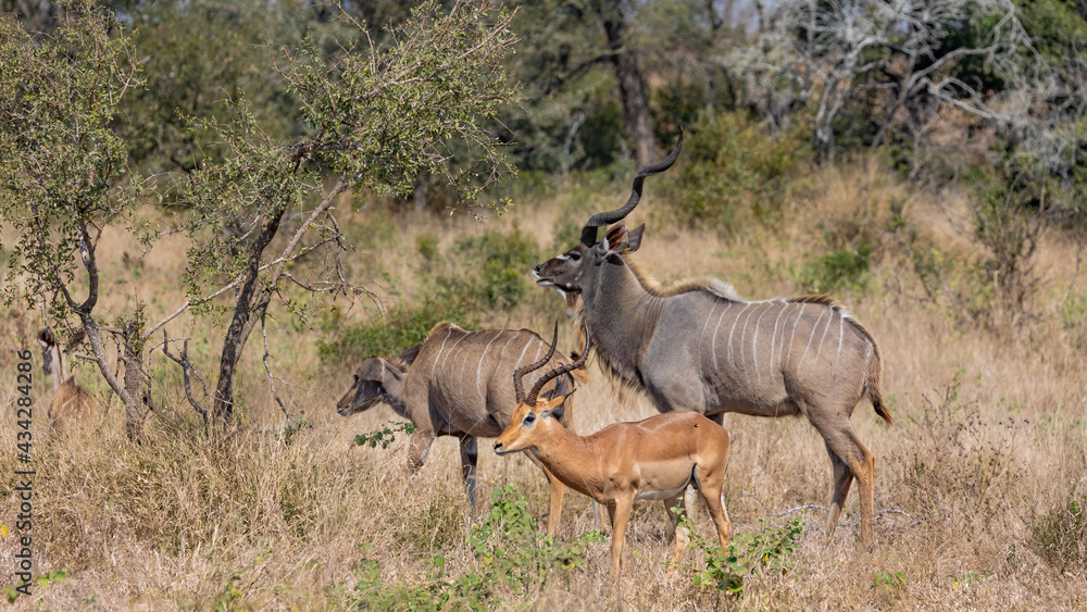 Kudu and impala in the wild