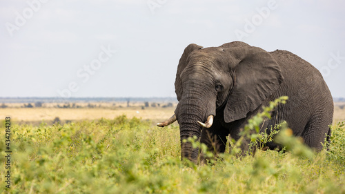African elephant bull in the wild
