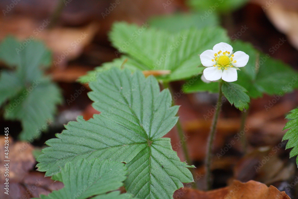 Wild strawberry plant with flower and leaves, growing on the forest floor. Also known as woodland strawberry and Alpine strawberry (Fragaria vesca) Wild strawberry plant with flower and leaves, growing on the forest floor. Also known as woodland strawberry and Alpine strawberry (Fragaria vesca)