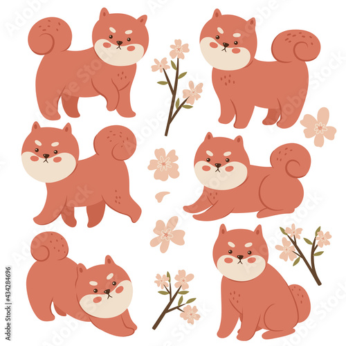 Set of shiba inu and flowers isolated on white background. Vector graphics.