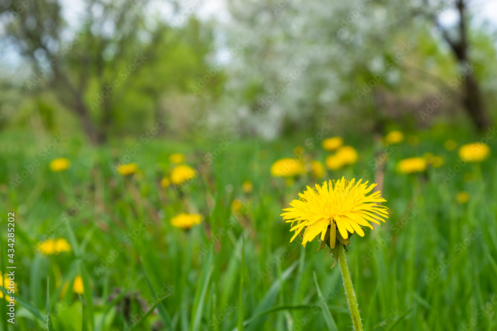 Obraz premium spring dandelions blooming in the meadow.
