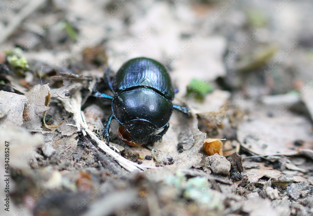 Shiny Woodland Dor Beetle (Anoplotrupes stercorosus) among dead leaves on the forest floor. Macro close-up. Shiny Woodland Dor Beetle (Anoplotrupes stercorosus) among dead leaves on the forest floor. Macro close-up.