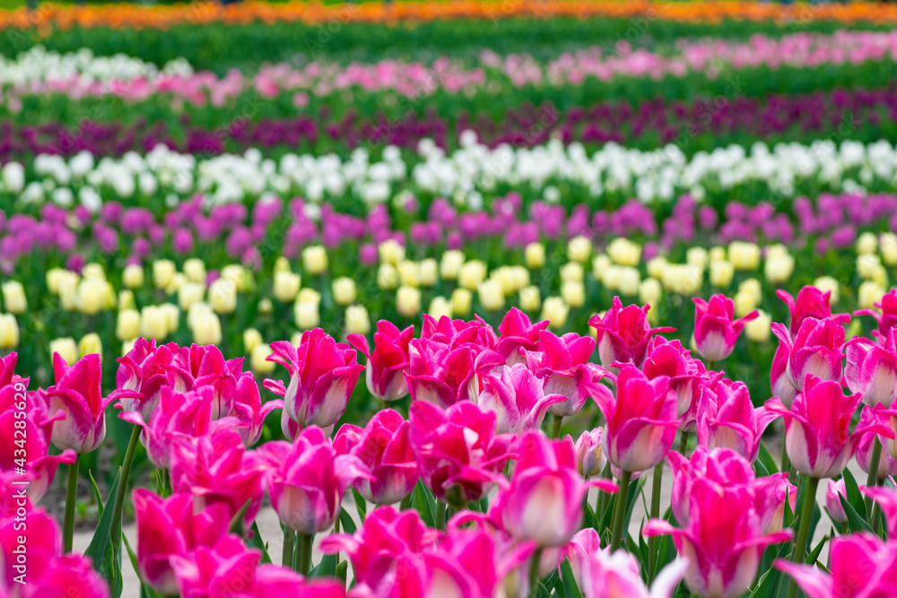 View on Beautiful field of pink, yellow, purple and white tulips close up. Spring background with tender tulips. Floral background.