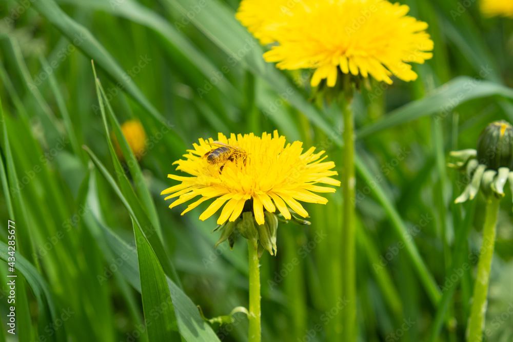 yellow flowering dandelions taraxacum in the meadow in spring close-up. yellow flowering dandelions taraxacum in the meadow in spring close-up.