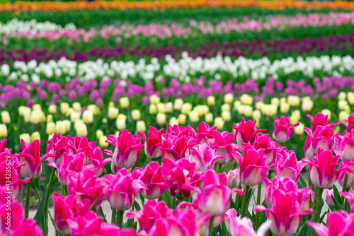 View on Beautiful field of pink, yellow, purple and white tulips close up. Spring background with tender tulips. Floral background. © esvetleishaya