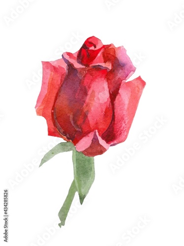 Rose bud watercolor painting. Botanical illustration. Floral background. Isolated on white background.