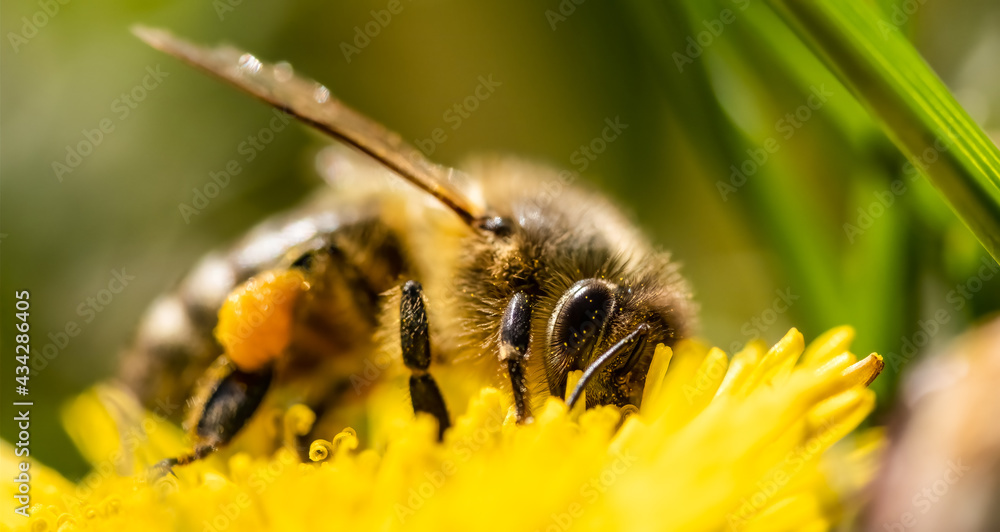 Honey Bee on Yellow Flower, Close Up Macro Selective focus. Blurry background Honey Bee on Yellow Flower, Close Up Macro Selective focus. Blurry background