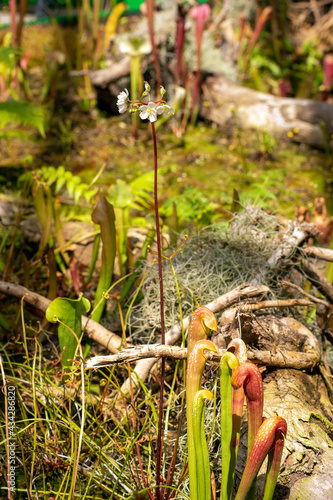 Garden of carnivorous plants including flowering sundew and trumpet pitchers with blurred background