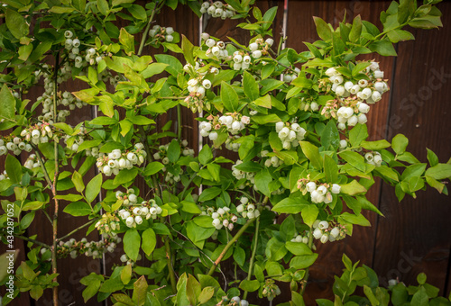 Wallpaper Mural Flowering highbush blueberry in the garden Torontodigital.ca