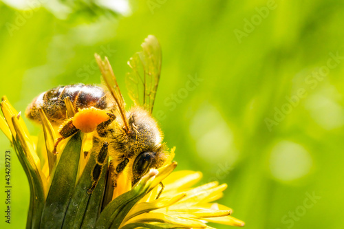 Honey bee covered with yellow pollen collecting nectar from dandelion flower. Environment ecology sustainability. Copy space