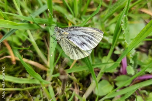Green-veined White butterfly on grass