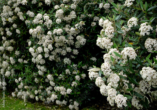 evergreen shrubs in the hedge by the house by the road. opaque tall rectangle cut trimmer. glossy green leaves on a plant that blooms white photo