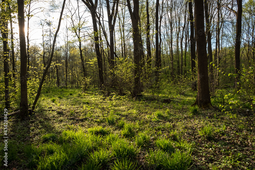 Fototapeta premium floodplain forest in spring lit by the sun