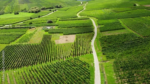 Small road slightly winding over green landscape, patches of vineyards around, aerial view of Alsace Wine Route. Popular touristic (especially for vinitourism) area at Grand Est region of France photo