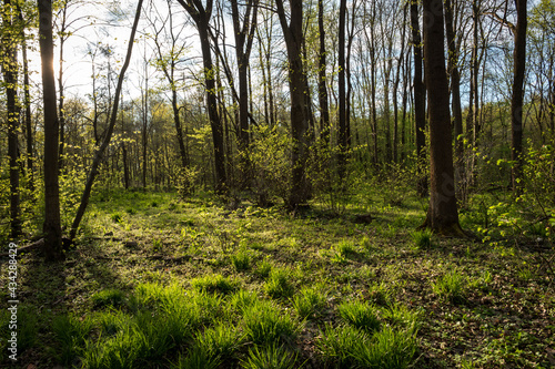 floodplain forest in spring lit by the sun