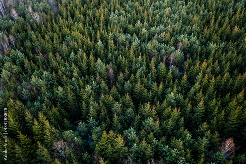 Aerial view of young spruce forest in evening light, Kaunas, Lithuania.