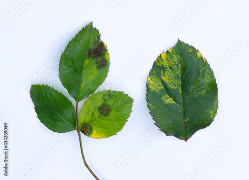 Compare Roses disease Blackspot Black leaf spot on roses causes by Plat pathogen and mosaic leaf because of Nutrient deficiency. photo